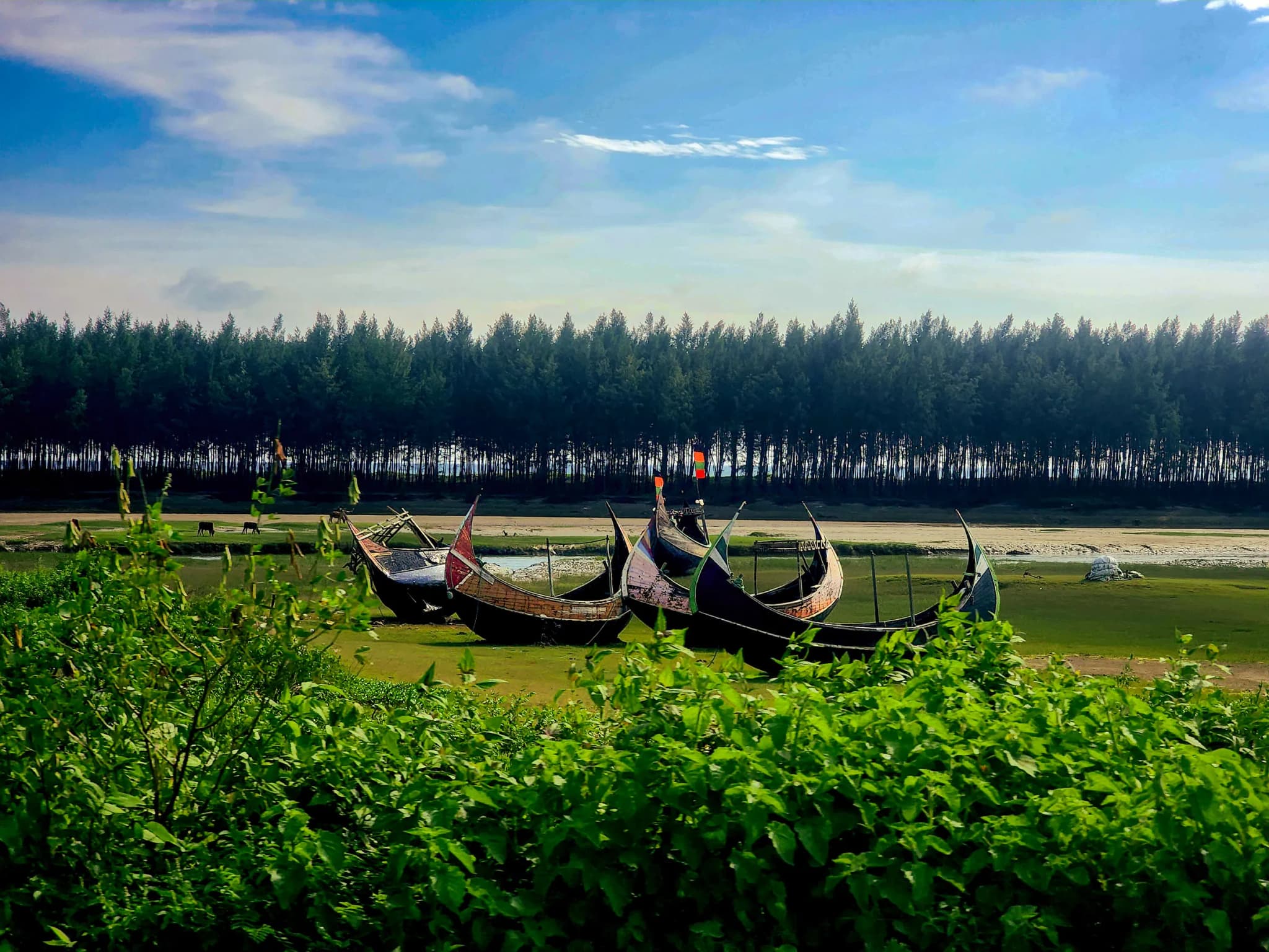 Traditional wooden boats resting on grass before a dense pine forest