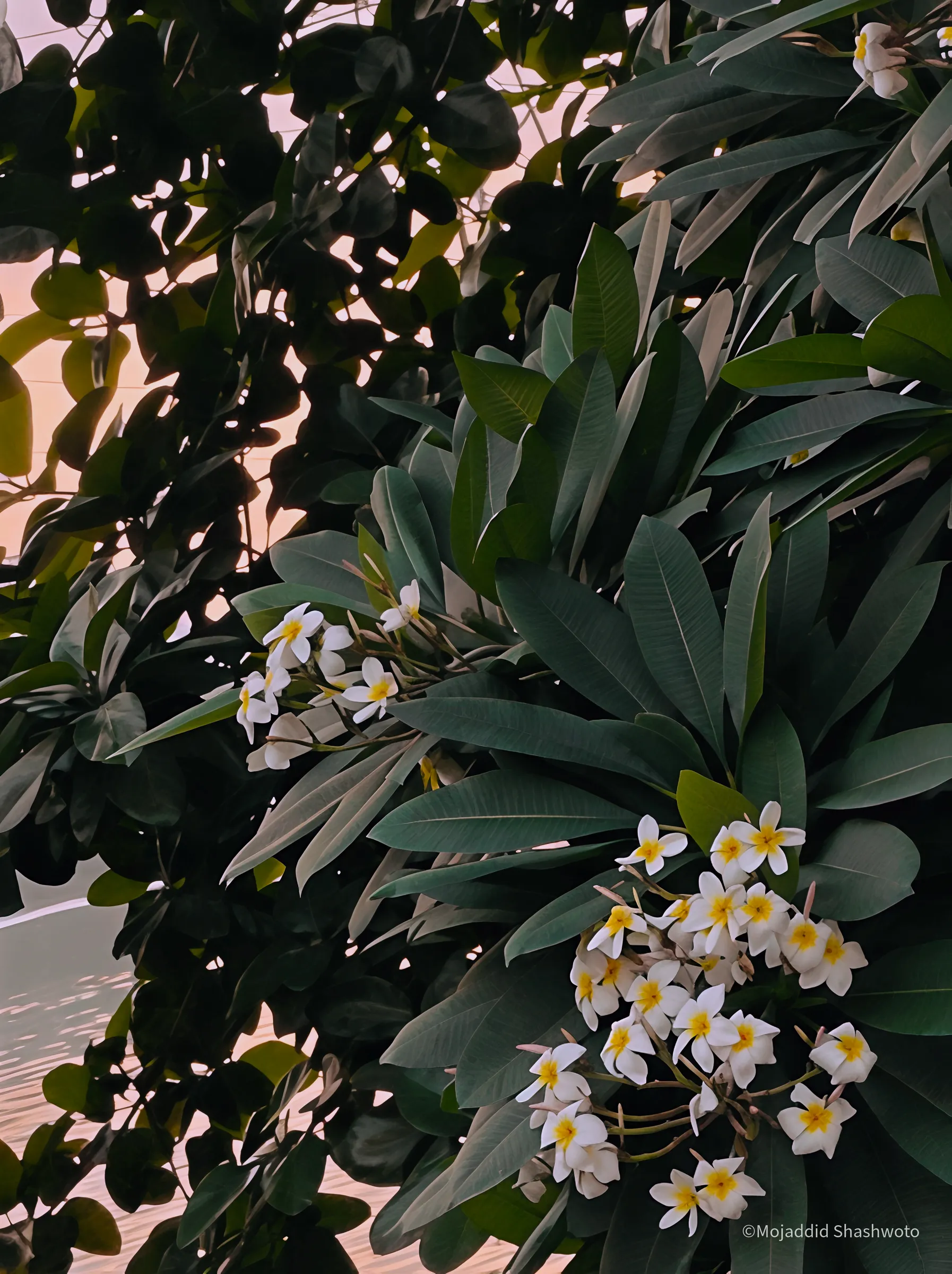 White and yellow plumeria flowers blooming on lush green tree over calm water